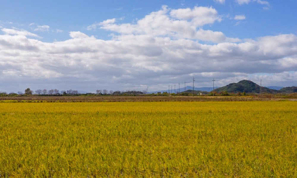 近江八幡市の田園風景